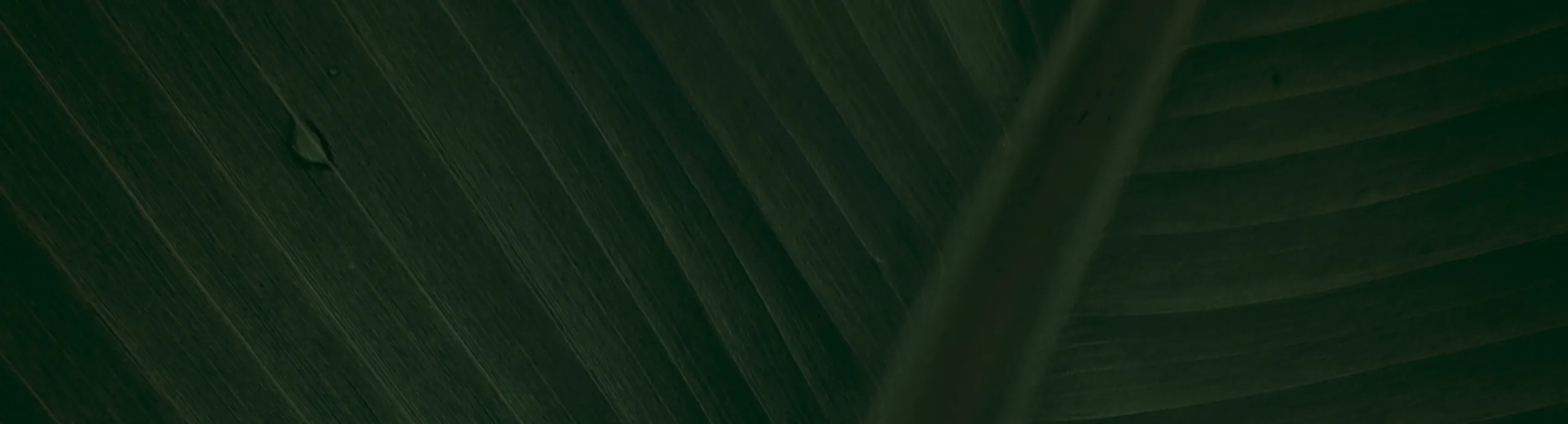 Amendoim - Quintal Quilombola